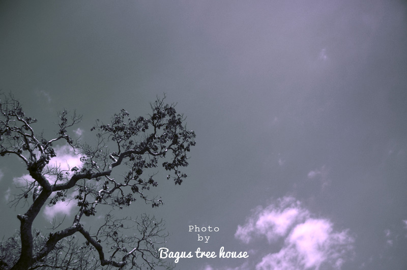 Bagus tree house-棒故事影像工作室